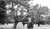 New Zealand's only Lone Pine descendent